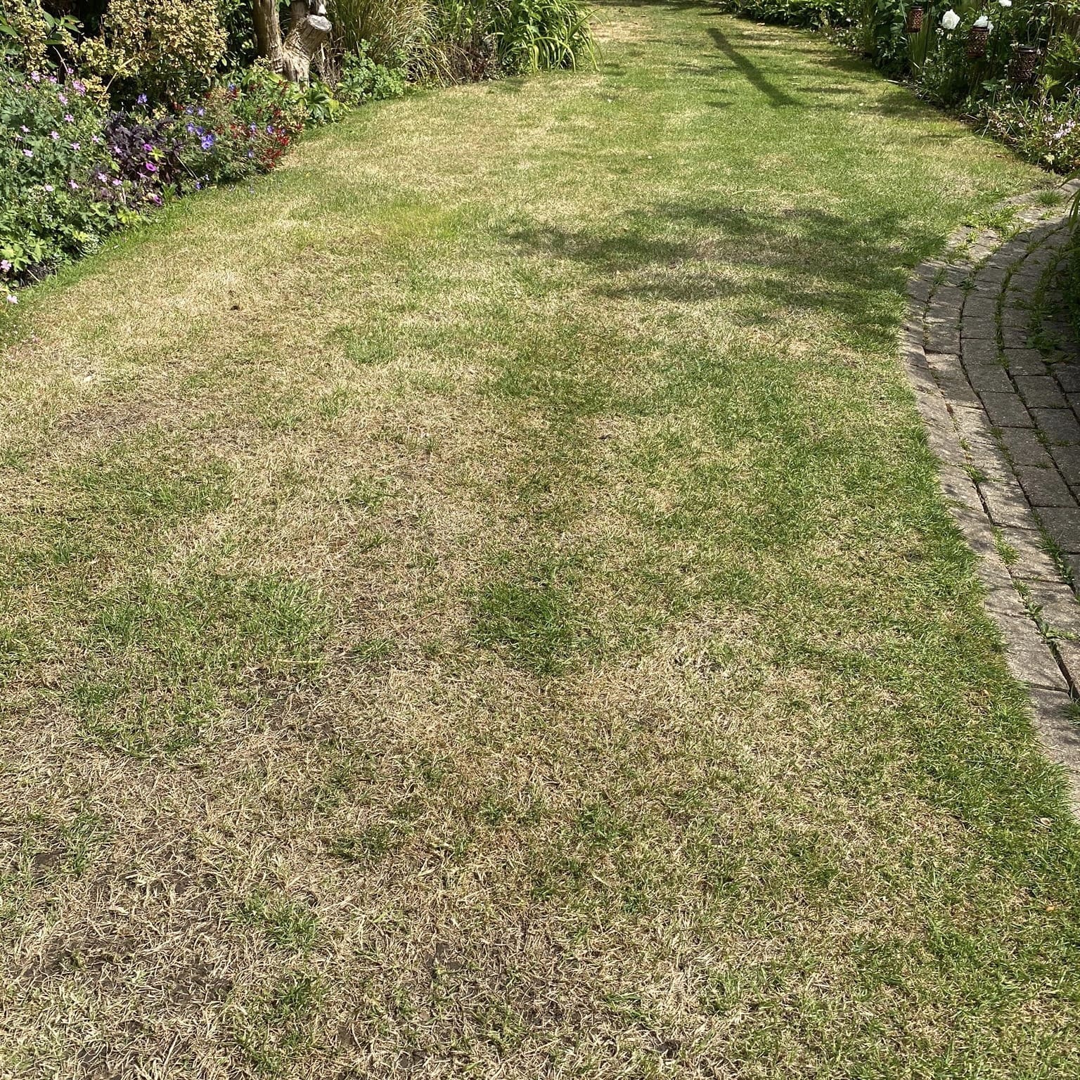Brown patchy untreated lawn before lawn treatment
