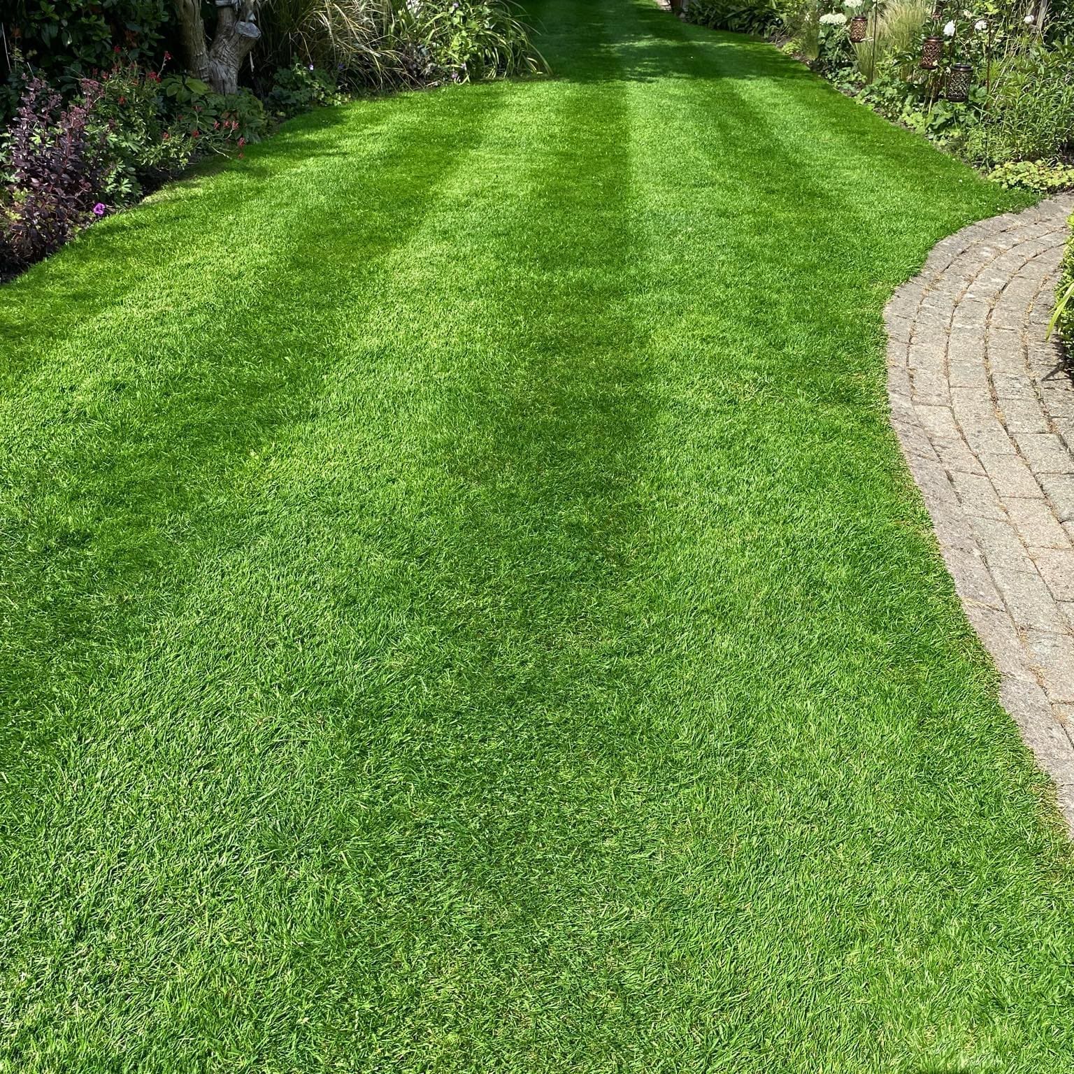 Treated lush green lawn after lawn fertiliser treatment
