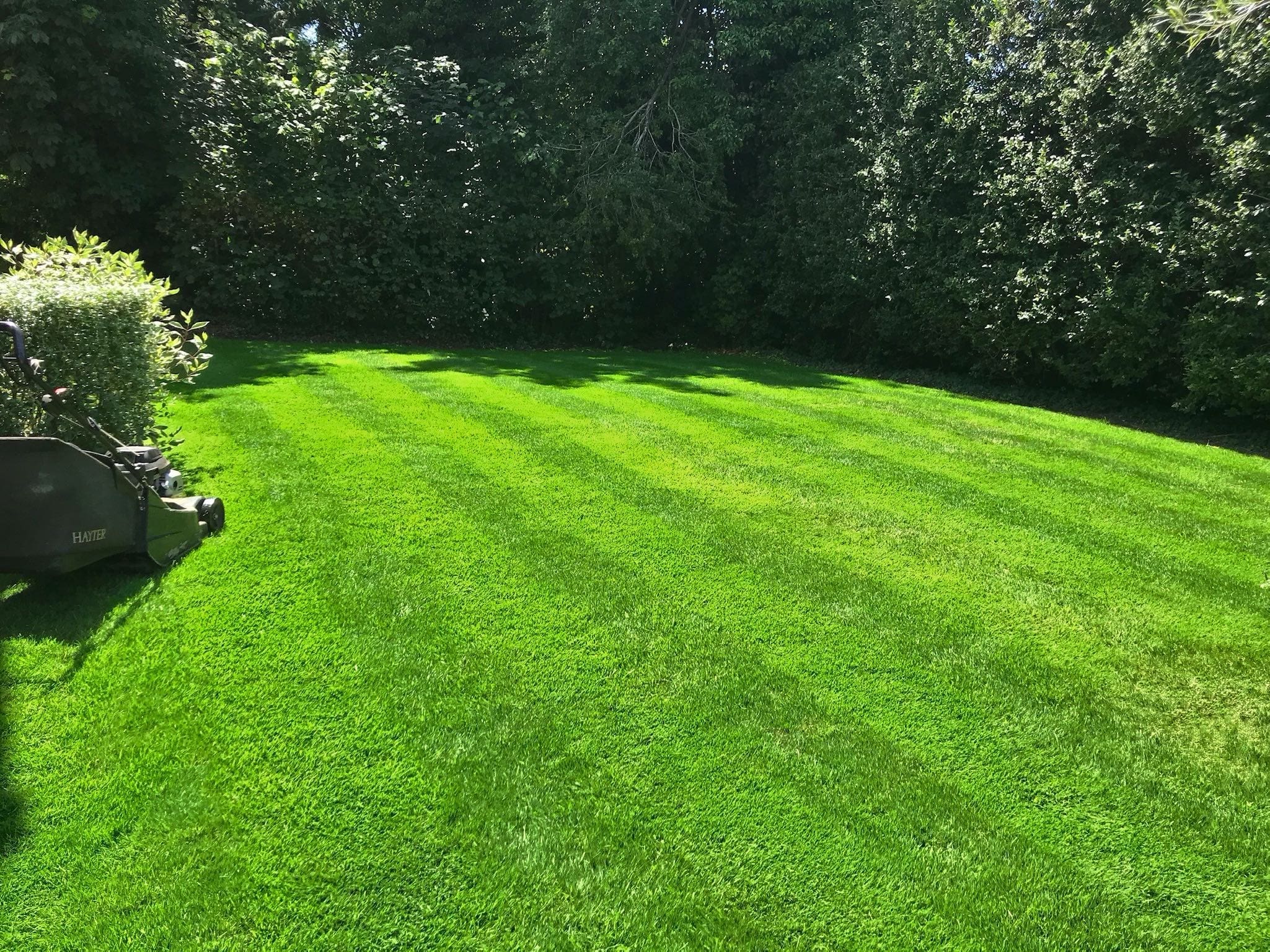 Bright green healthy lawn with stripes
