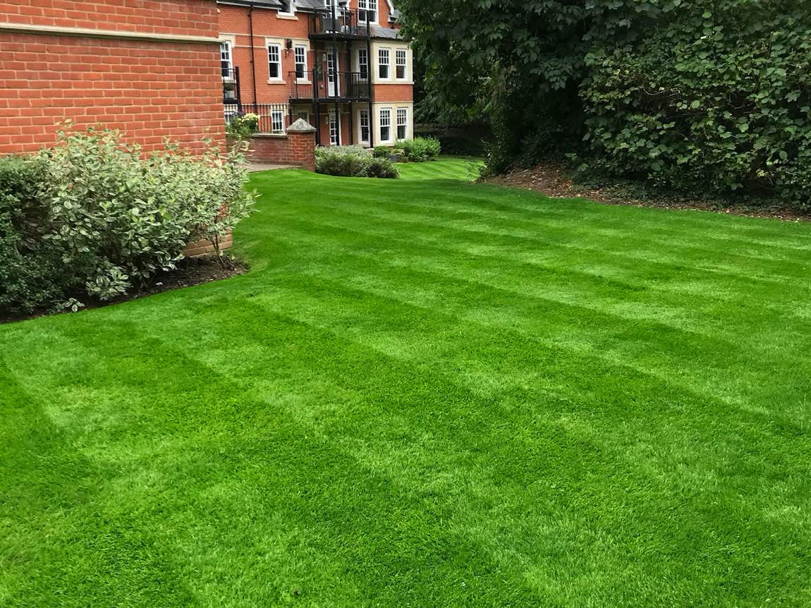 stunning thick lawn bright green lawn with stripes