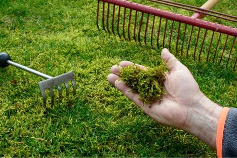 Hand, holding clump of moss raked out of lawn after lawn scarification