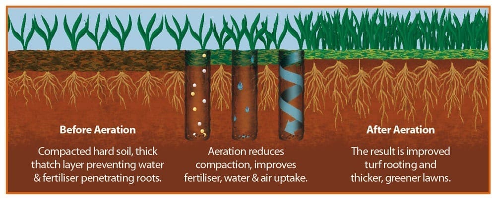 Diagram showing a lawn before aeration with compacted soil and then after aeration with improved soil structure and stronger roots and a thicker lawn